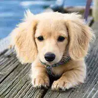  斗牛犬情侣头像一对微信头像图片大全