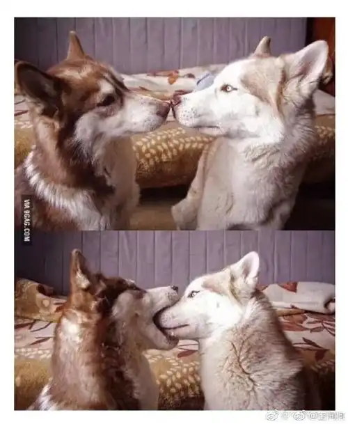  oschina初七乱弹这一年我还是想要爱情