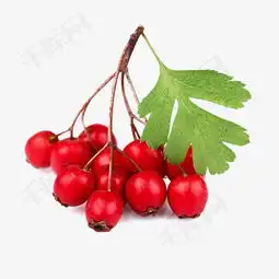 呆菊情侣头像山楂