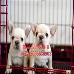  扬州专业繁殖斗牛犬法牛图片斗牛犬价格奶白色法国斗牛犬纯种法国斗牛犬