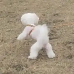  小哥哥小姐姐们帮忙看看谁有这个的另一半,谢谢各位啦