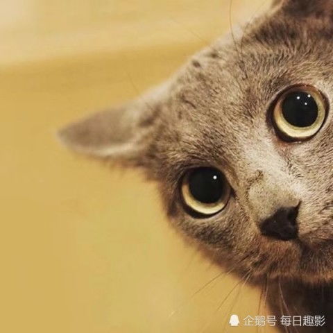  超可爱的情侣猫猫头火了相遇不必太早,只要刚刚好