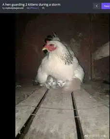  午间版老舍教你如何读书,不合意就跳过别读了