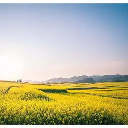  2020罗平油菜花景区门票,罗平罗平油菜花景区游玩攻略,罗平油菜花景区游览攻略路线地址门票价格