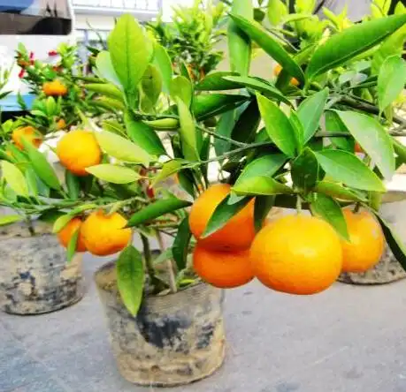 现在种上它,三周就成绿油油的盆栽,明年还有果子吃,可甜了搜狐其它搜狐网 现在种上它,三周就成绿油油的盆栽,明年还有果子吃,可甜了搜狐其它搜狐网