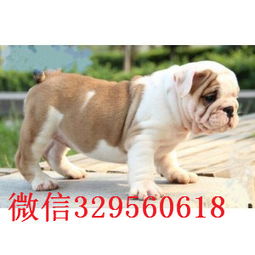  滁州大鼻筋英国斗牛犬出售纯种英国斗牛犬出售斗牛犬图片高品质英国斗牛犬犬舍