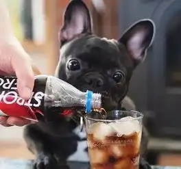  吃货斗牛犬,自动屏蔽吃的以外的任何事物