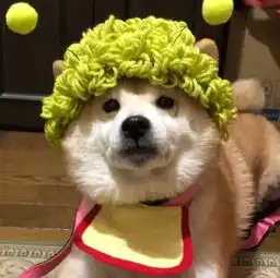  柴犬头像合集,超级呆萌可爱,00后们最爱用的情侣头像