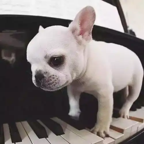 斗牛犬情侣头像下载