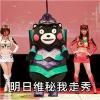  原创熊本熊卖萌系列表情包维秘体搞笑表情包
