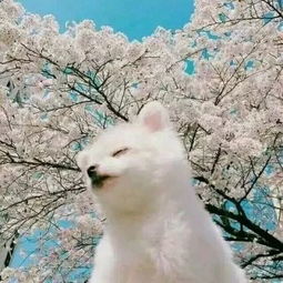  猫猫狗狗的有爱情侣头像