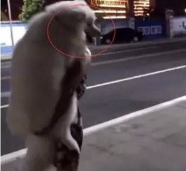  萨摩耶街头耍赖要求女主人背着,路人一看狗狗表情瞬间就笑喷了