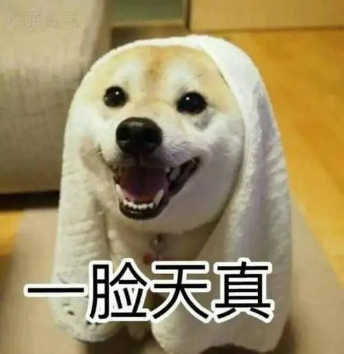  欺软怕硬狗子被女主人教训后不服气,看到男主人来了却秒认怂