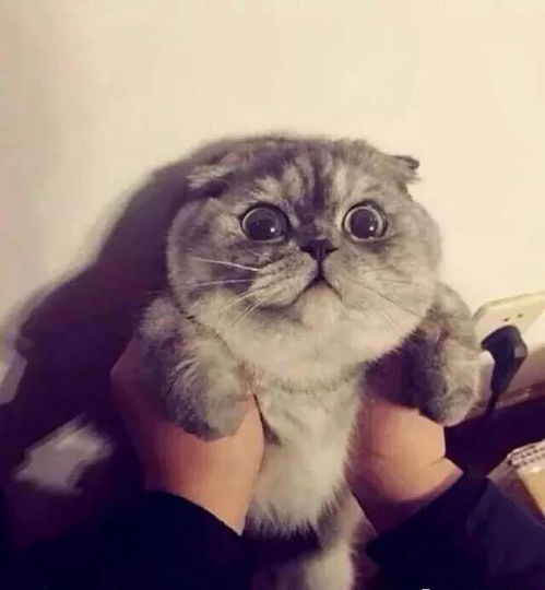  为什么你家猫不让抱,别人家猫却可以