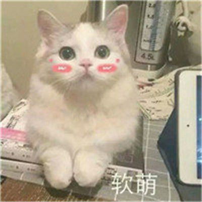  最火动物搞怪情侣头像一左一右狗狗和猫咪