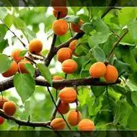 果实累累的图片头像微信头像图片大全 果实累累的图片头像微信头像图片大全