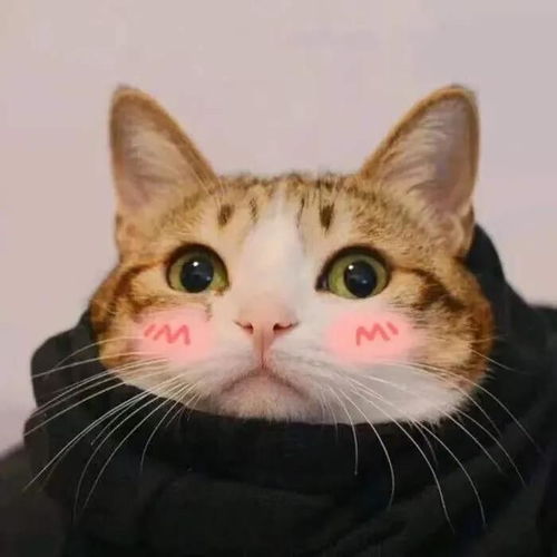  有哪些好看的猫咪情头