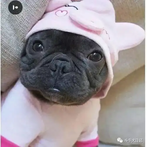  法国斗牛犬和英国斗牛犬谁最适合戴帽子谁戴帽子最奇葩宠物萌宠斗牛犬图片