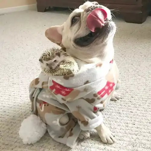  养自己的斗牛犬轮不到别人说三道四,我养狗要你满意吗宠物萌宠斗牛犬图片