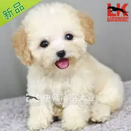 泰迪熊情侣头像保暖