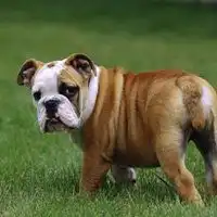  斗牛犬头像图片大全2020微信头像图片大全