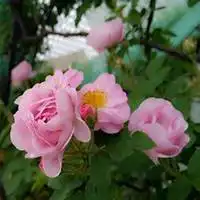  微信蔷薇花头像高清蔷薇花花朵图片大全