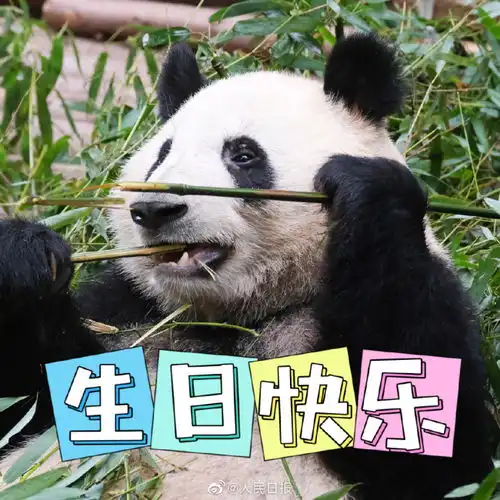  大熊猫萌兰8岁生日快乐和花和叶生日快乐
