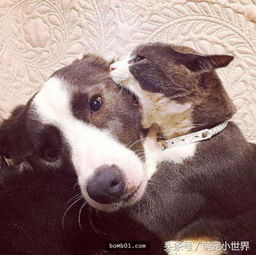  这对猫狗情侣档天生注定在一起,看到它们天天穿的情侣装萌翻了