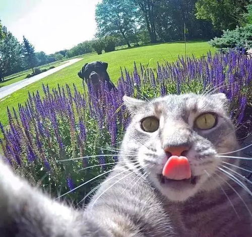  世界上最会自拍的猫咪,网友看完自拍照后自愧不如