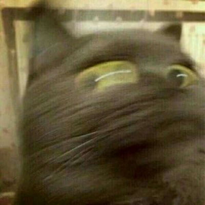  猫猫啊啊啊啊猫咪情侣头像