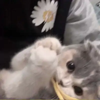 头像猫咪图片情侣头像拟