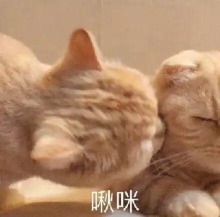  头像表情包丨甜甜的文案没有,只有甜甜的小猫咪