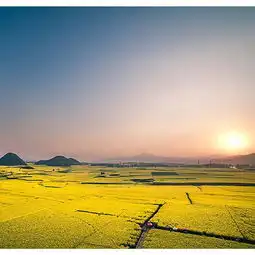  2020罗平油菜花景区门票,罗平罗平油菜花景区游玩攻略,罗平油菜花景区游览攻略路线地址门票价格