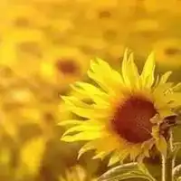  积极向上的qq头像