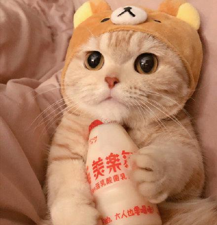  520橘猫情侣头像听说有人很喜欢这组情头安排