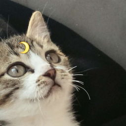  猫咪情侣头像一左一右