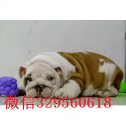  潍坊哪里有卖斗牛犬的纯种英国斗牛犬出售斗牛犬图片英国斗牛犬多少钱一只