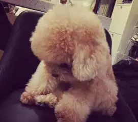  棕色泰迪和比熊交配生什么样颜色狗狗