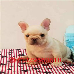  怀化哪里有犬舍出售纯种法国斗牛犬法牛图片斗牛犬价格黑色法国斗牛犬纯种法国斗牛犬