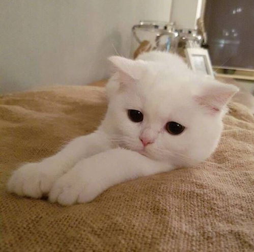  有没有可爱到爆炸的头像猫咪单人头像丨表情包