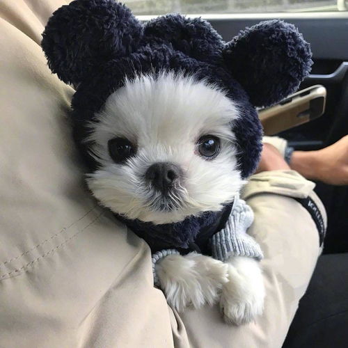  猫咪狗狗上门喂养