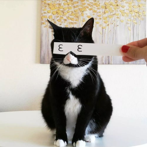  一只用鼻子发射爱心的奶牛猫,模样可爱又魔性