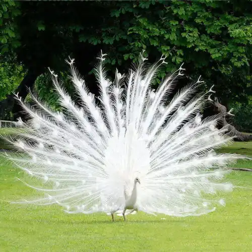  青州市益联花卉苗木园艺场