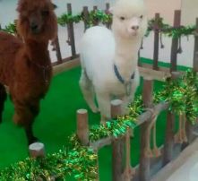  黄页88高清图片